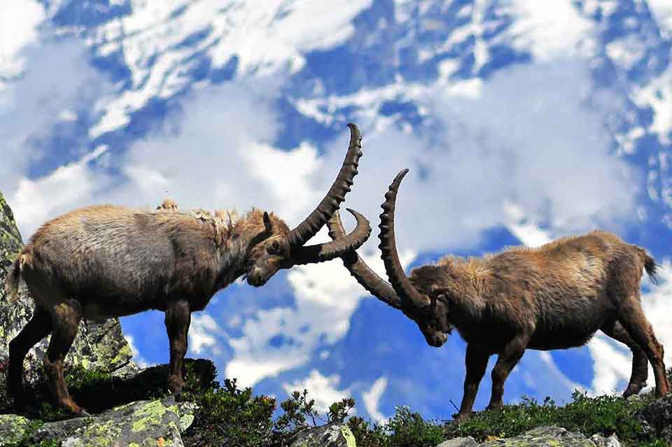 Guide Alpine Gran Paradiso