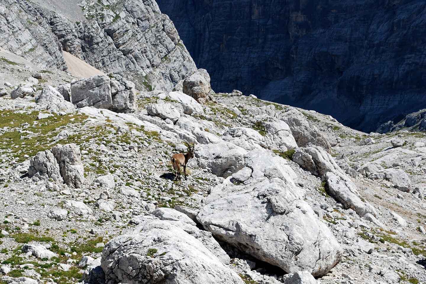 Alta Via delle Dolomiti n. 4 - Sorapiss