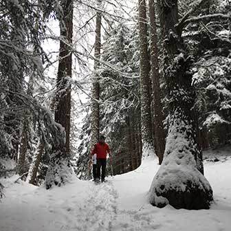 Escursione con le Ciaspole nel Bosco di Cortina