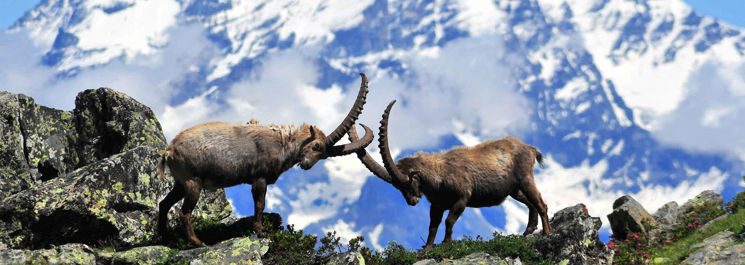 Escursioni nel Parco Nazionale del Gran Paradiso, Trekking e Camminate Guidate